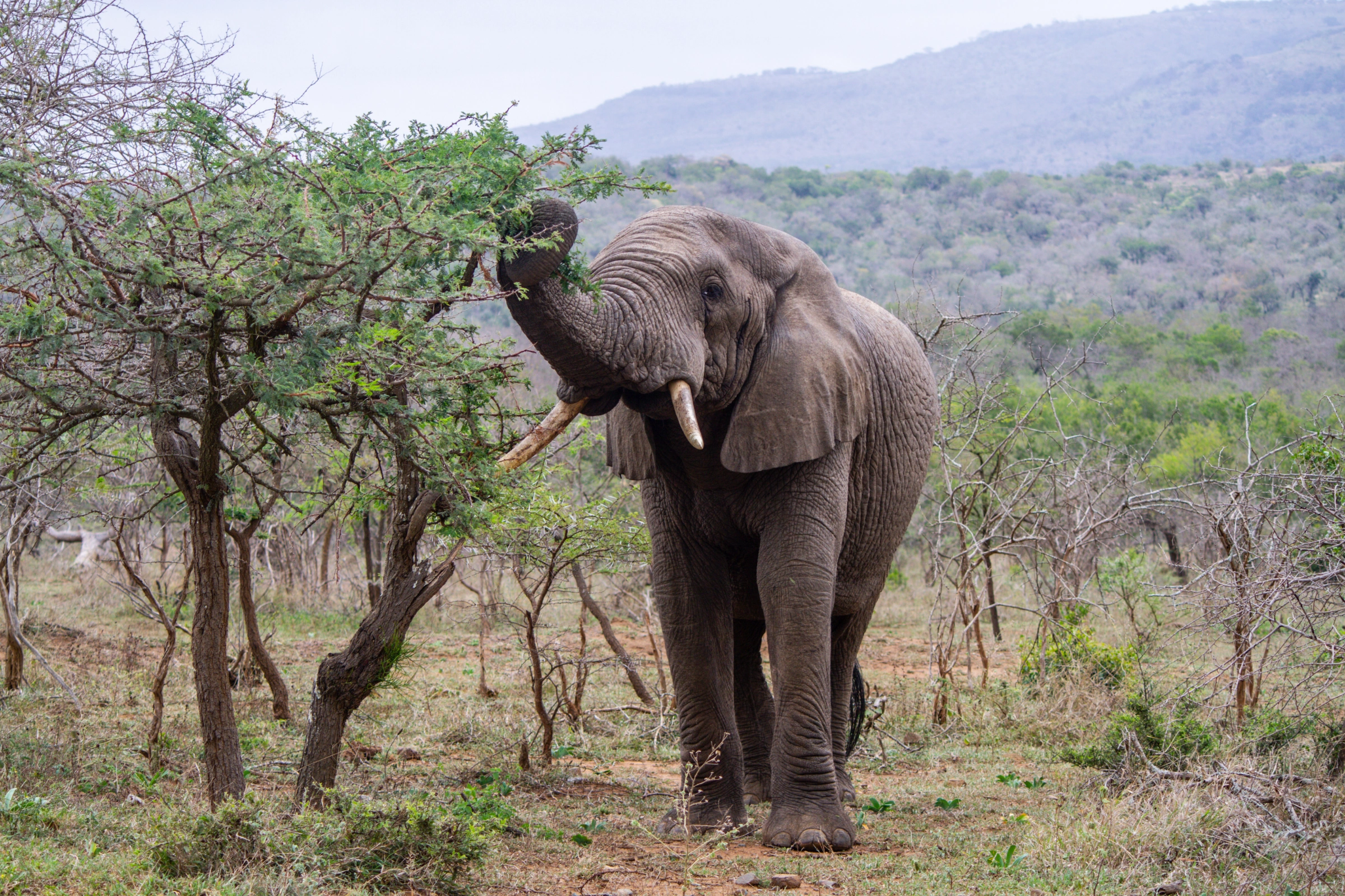 Hluhluwe–iMfolozi_Park[1].webp